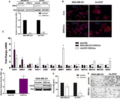 ERK5 Is Required for Tumor Growth and Maintenance Through Regulation of the Extracellular Matrix in Triple Negative Breast Cancer